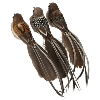 Three decorative feathers with a white background